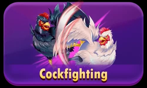 CockFighting